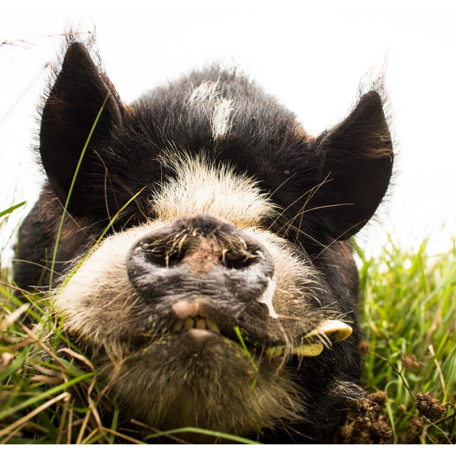 ホイッスルピッグ　15年 新品未使用‼️ ホイッスルピッグ15年を飲んでみた感想 | 榎商店 お酒情報ブログ