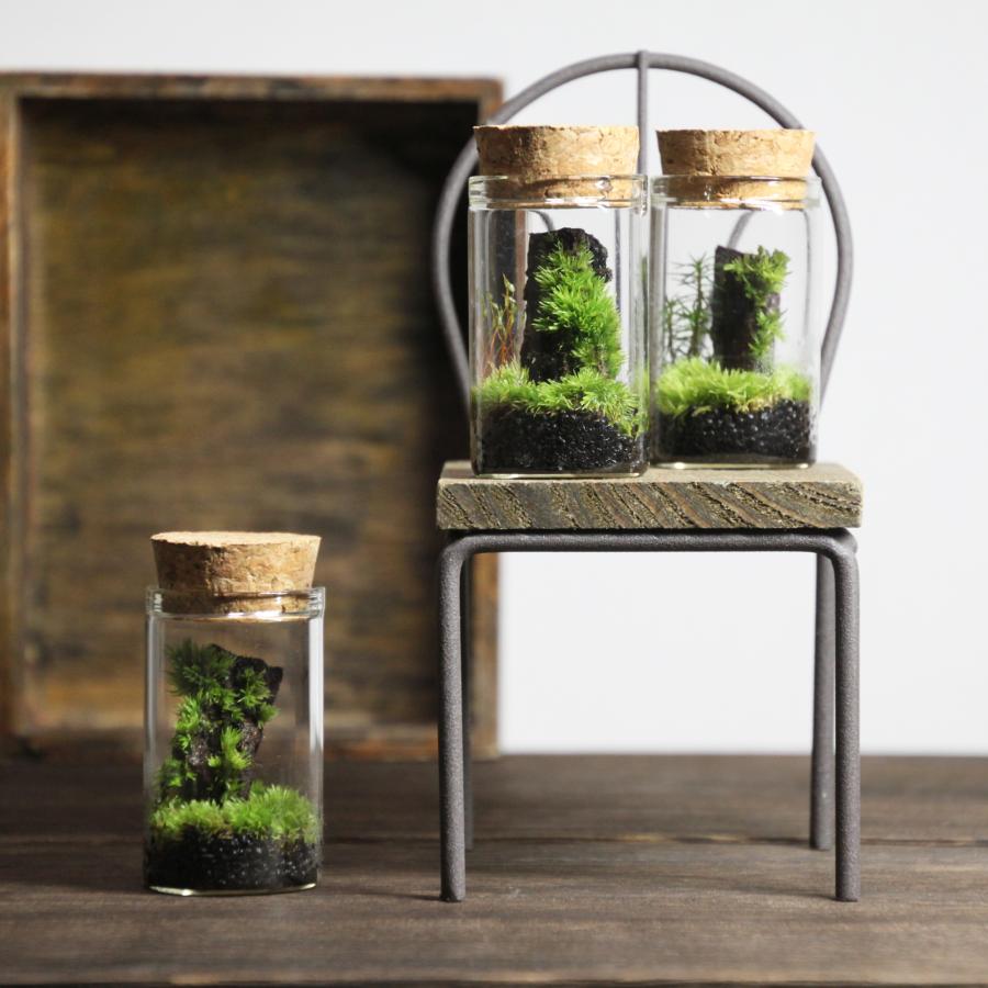 苔テラリウム 苔付き木の皮 ギフト プレゼント 癒し 定形外OK : 苔