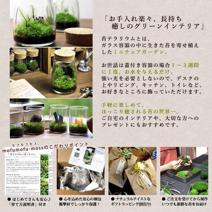 苔テラリウム 小鹿がたたずむ苔の森 植物 鉱物 ギフト プレゼント レビューでおまけ 定形外OK｜mofumofumoss｜07