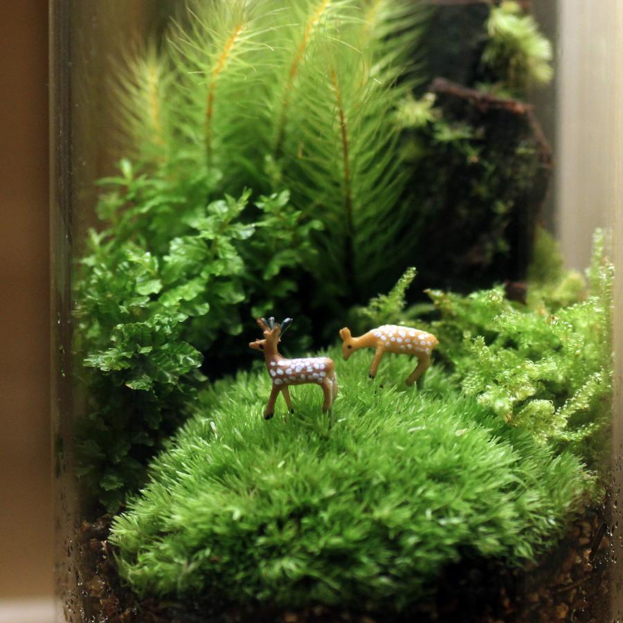 苔テラリウム 小鹿がたたずむ苔の森 植物 鉱物 ギフト ラッピング 癒し