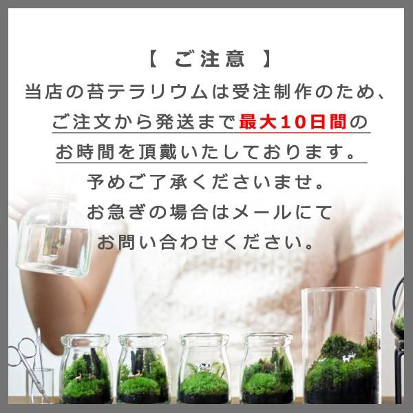苔庭テラリウム手作りキット 父の日 植物 Diy ギフト プレゼント レビューでおまけ 定形外ok Tr1007 苔テラリウム 雑貨mofumofu Moss 通販 Yahoo ショッピング