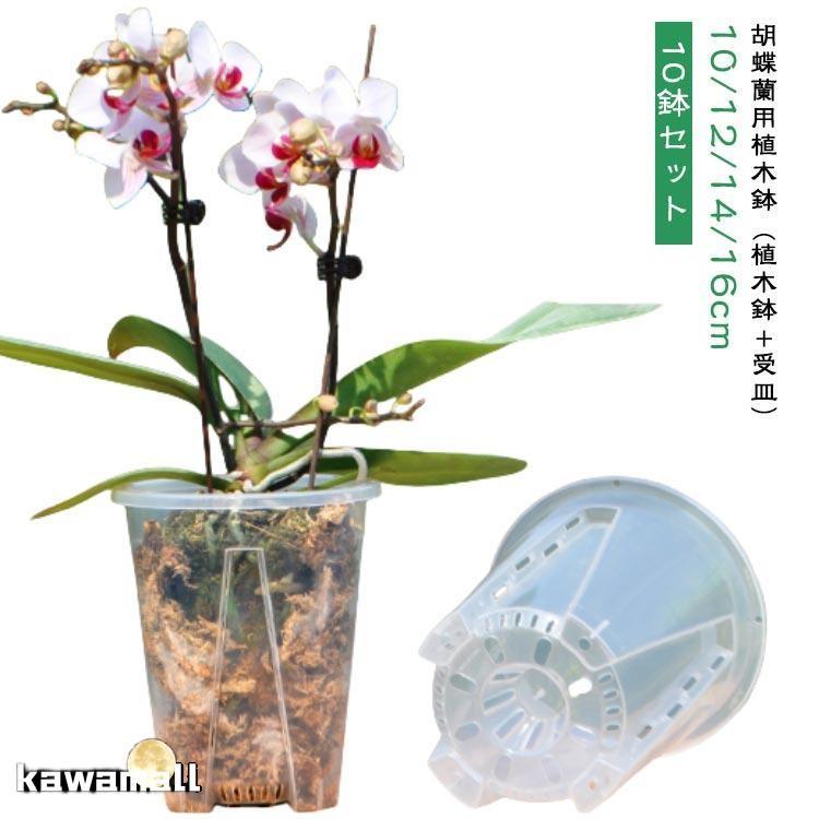 プラスチック 胡蝶蘭の植え替え 植木鉢 穴付き 透明 10鉢セット 洋蘭鉢
