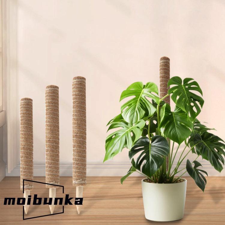 3本セット 園芸支柱 トマト モンステラ 支柱 ココスティック 観葉植物