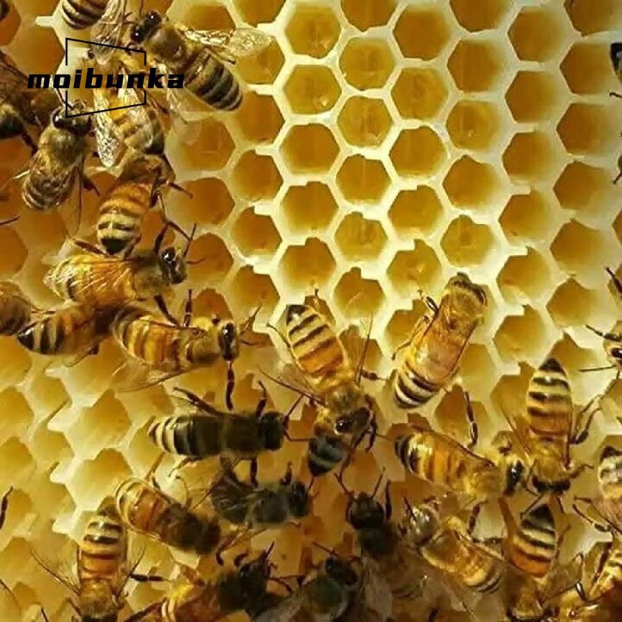 ミツバチ 巣箱 蜜蜂巣箱 4個 フローハイブ 蜂巣 巣脾 巣礎 巣枠