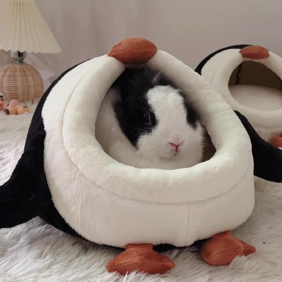 Amazon | shopzerosanyon モルモット フェレット うさぎ ベッド