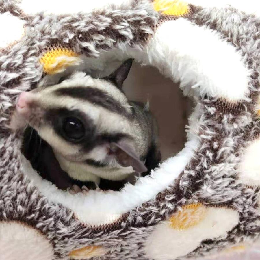 ゴールデン ハムスター キンクマ リス モモンガ 鳥 インコ