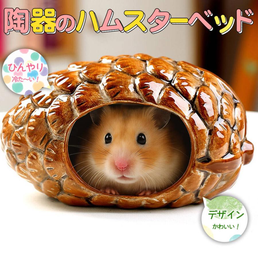 ゴールデンハムスター ゴールデン ハムスター キンクマ 鳥 インコ リス ペット 小動物