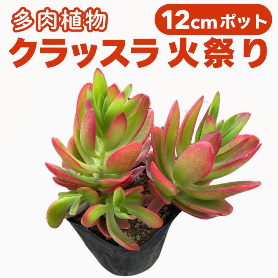 クラッスラ 火祭り 12cm ポット 多肉植物 販売 観葉植物 4号ポット 苗