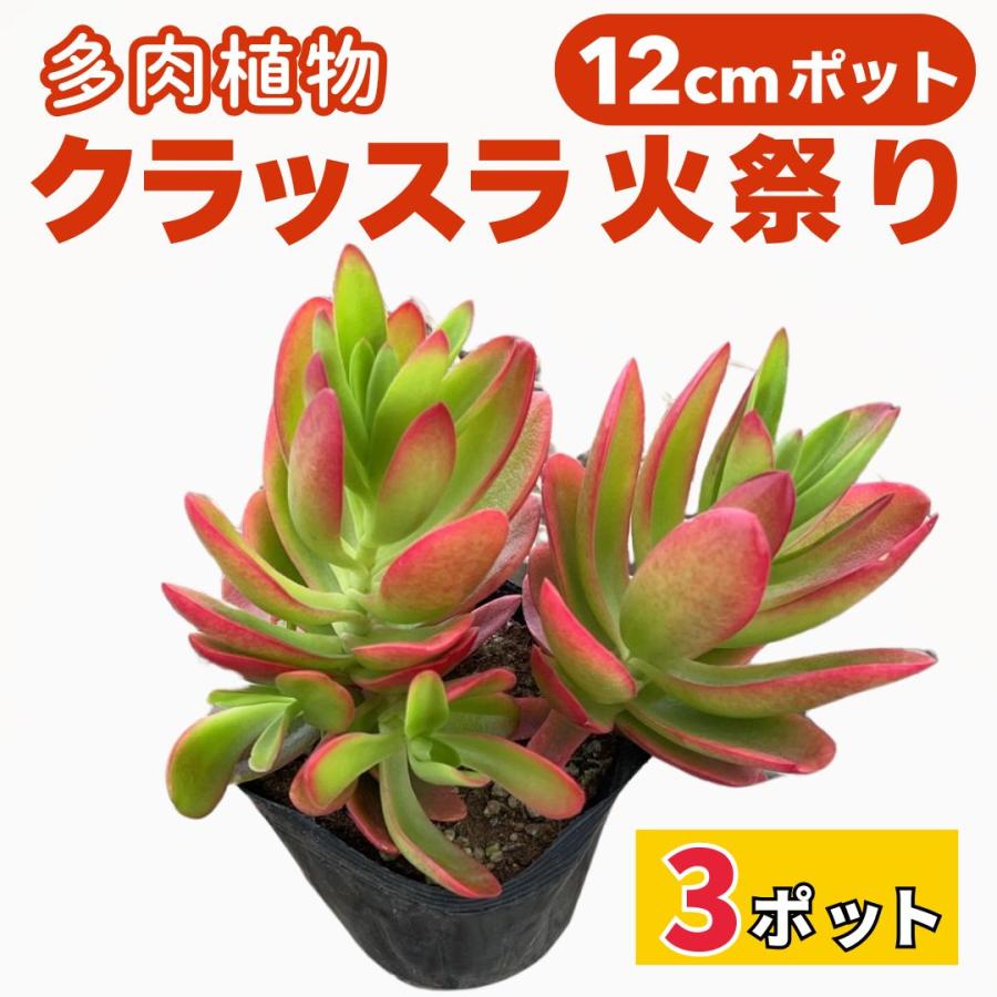 多肉植物　寄せ植え　クラッスラ　火祭り　カット苗　箱いっぱい‼️ クラッスラ 火祭り 3個セット 12cm ポット 多肉植物 販売 観葉植物 4号