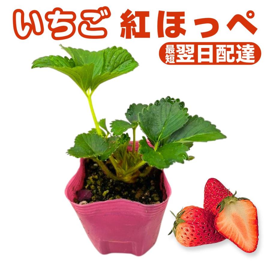 いちご苗紅ほっぺ60個セットポットまま発送致します いちご苗 紅ほっぺ 3株 / 家庭菜園 イチゴ苗 苺苗 イチゴの苗