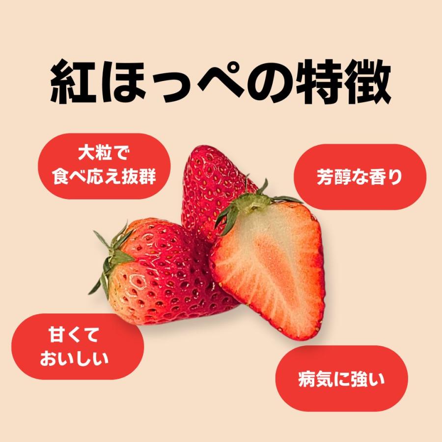 いちご苗　紅ほっぺ　50株 いちご苗 紅ほっぺ 50株 いちご苗 紅ほっぺ 50株 楽天市場