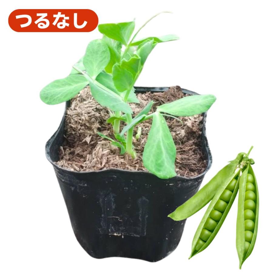 つるなし スナップ えんどう NEXT 苗 販売 大莢 甘い 肉厚 病気に強い