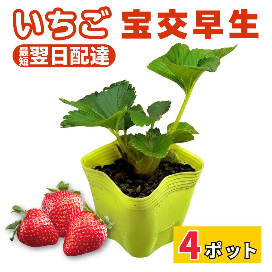 [在庫限り] いちご 苗 4株 いちご 苗 宝交早生 4個セット 販売 初心者でも育てやすい 病気に強い
