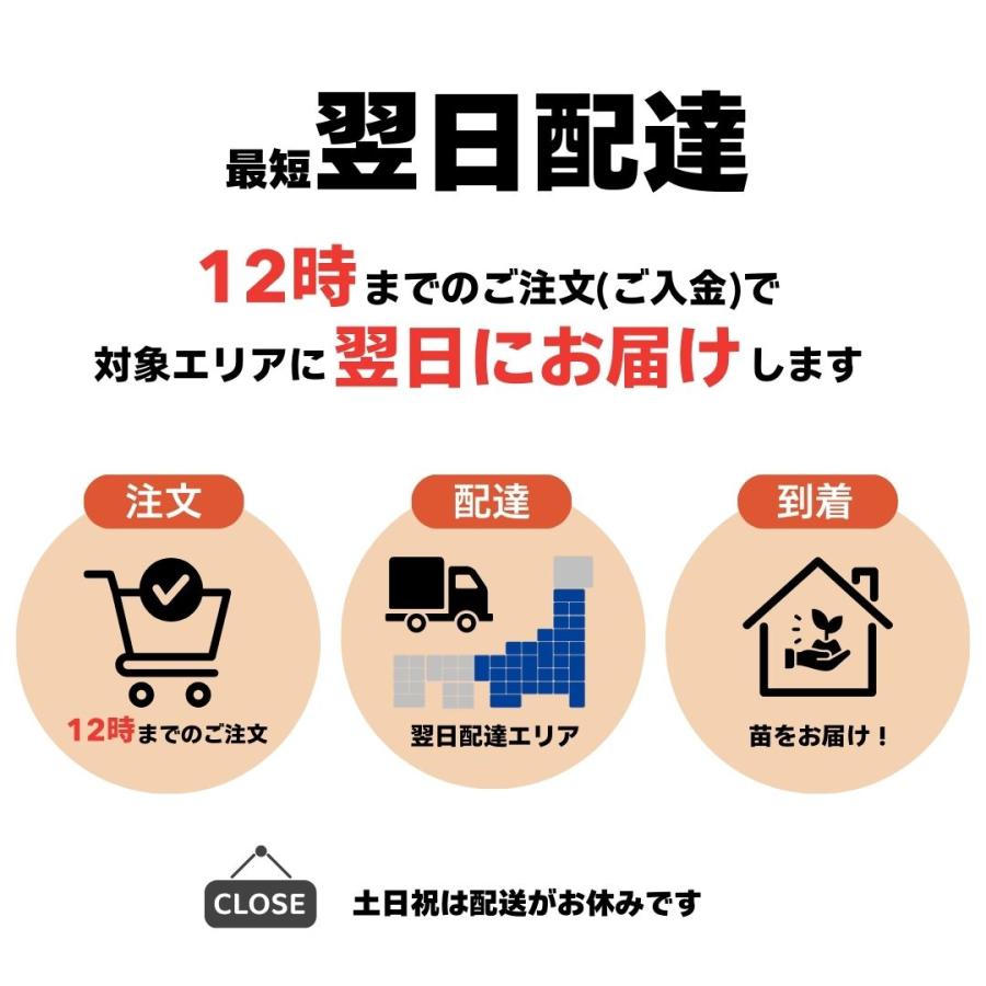 いちご苗ビックハニー３寸70個セット　専用出品！ いちご苗ビックハニー3寸70個セット 専用出品！ いちご苗ビック
