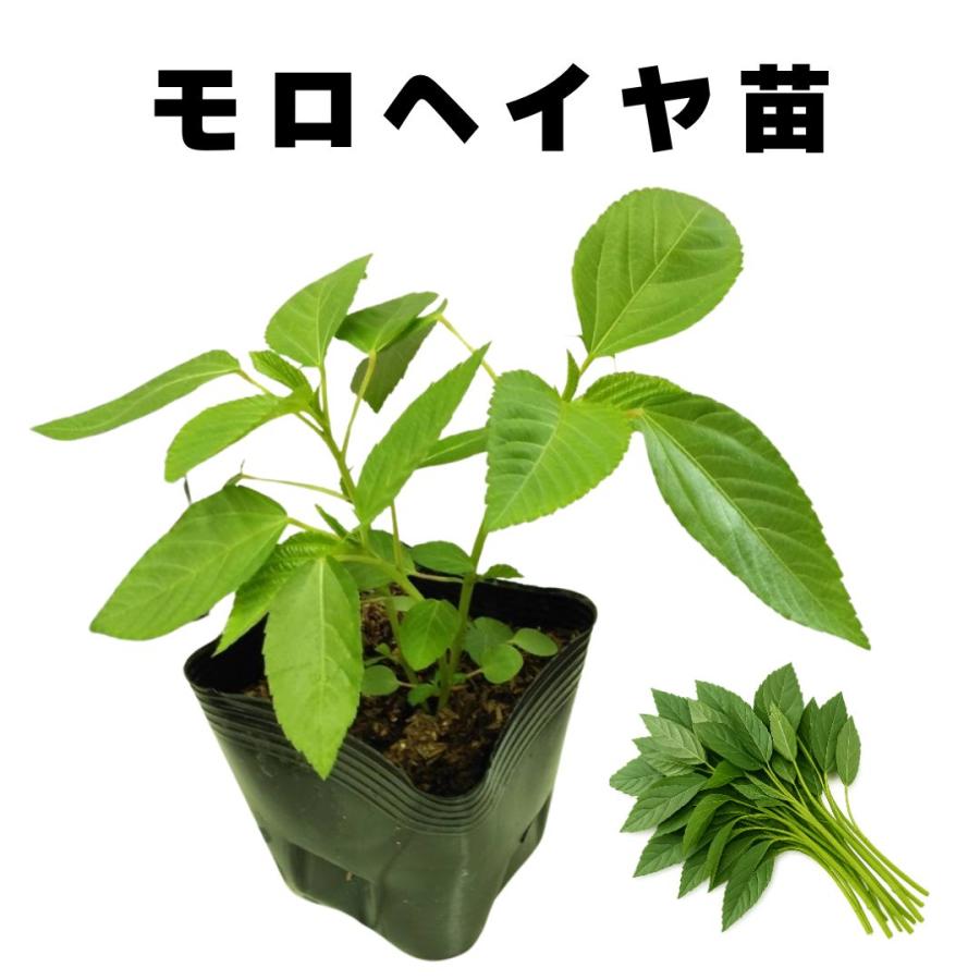 モロヘイヤ 苗 夏野菜 販売 家庭菜園 病気に強い 初心者におすすめ 農場直送 10.5cmポット (1個) : モックストア - 通販