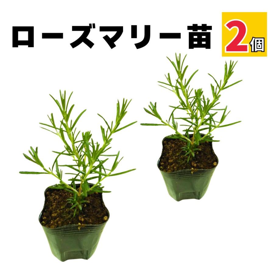 ローズマリー 苗 2個セット 匍匐性 ほふく性 ハーブ 矮性 販売 食用