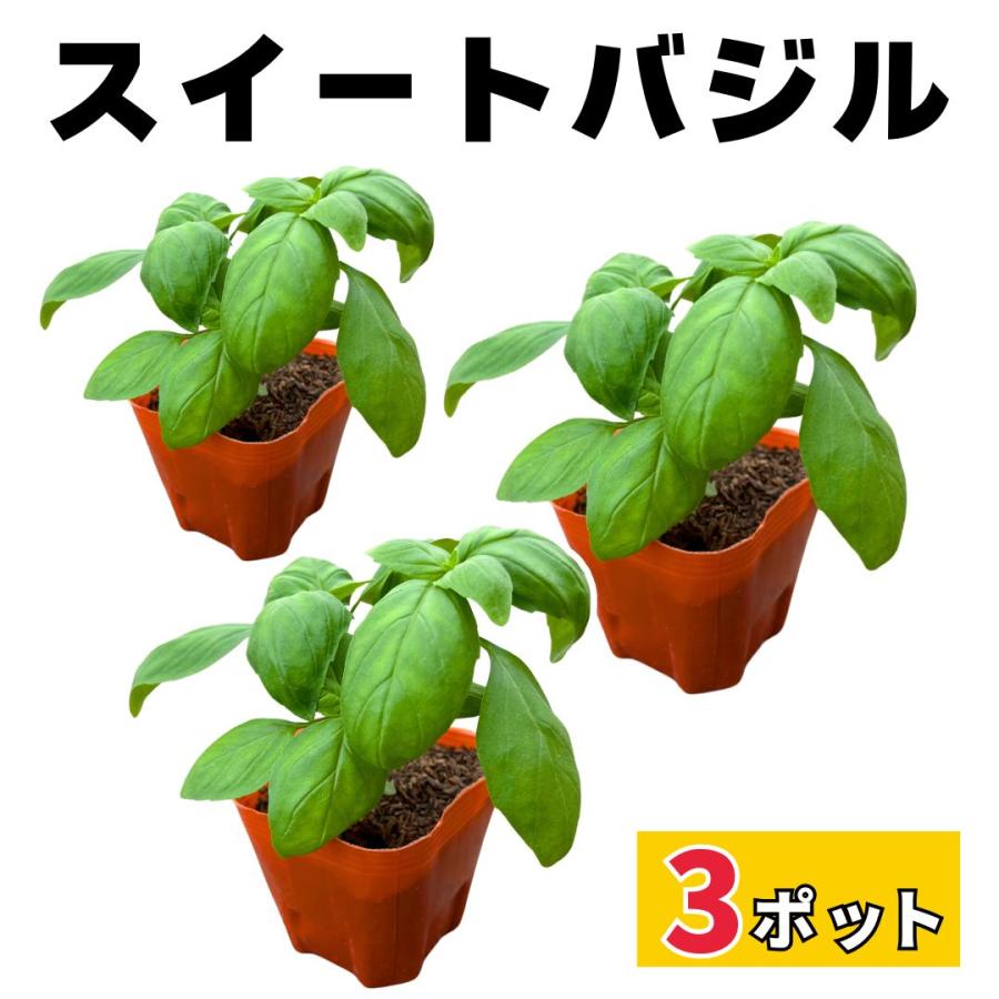 珍しいなすとバジルの苗6本セット 楽天市場】【送料無料】スイート