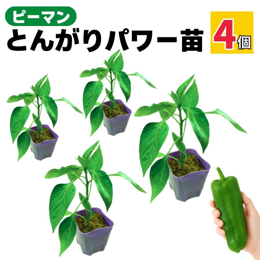 ピーマン苗　4ポットセット　特価品 ピーマン 苗 とんがりパワー 4個セット ジャンボ 販売 プランター