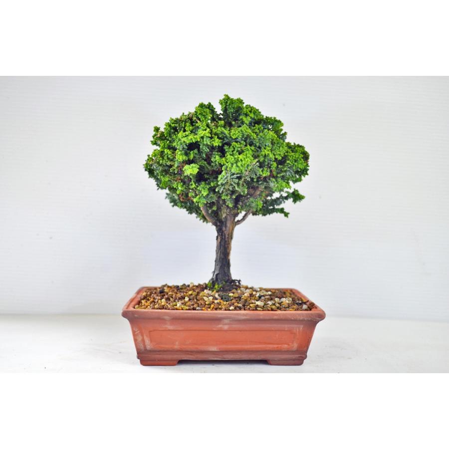 代引き手数料無料 店長推薦 極上 石化桧 盆栽 セッカヒノキ 桧 ひのき 松柏 現品 手のひら盆栽 もみじの森 通販 Yahoo ショッピング 格安 Missbargainhuntress Com