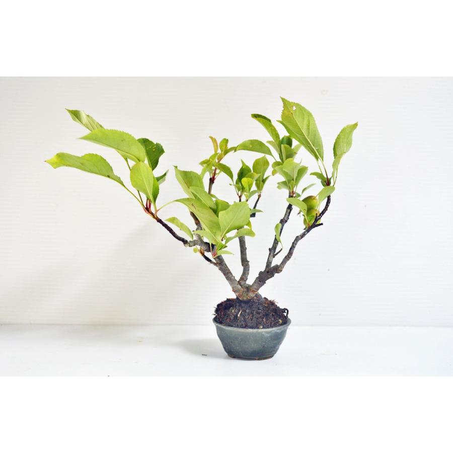 上級 深山カイドウ 盆栽 株立ち 実付 7月 深山海棠 ミヤマカイドウ みやまかいどう 現品 手のひら盆栽 もみじの森 通販 Yahoo ショッピング