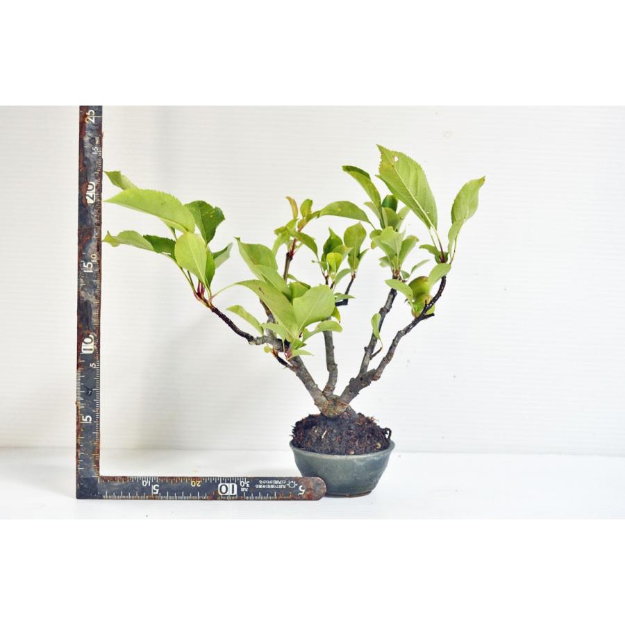 上級 深山カイドウ 盆栽 株立ち 実付 7月 深山海棠 ミヤマカイドウ みやまかいどう 現品 手のひら盆栽 もみじの森 通販 Yahoo ショッピング