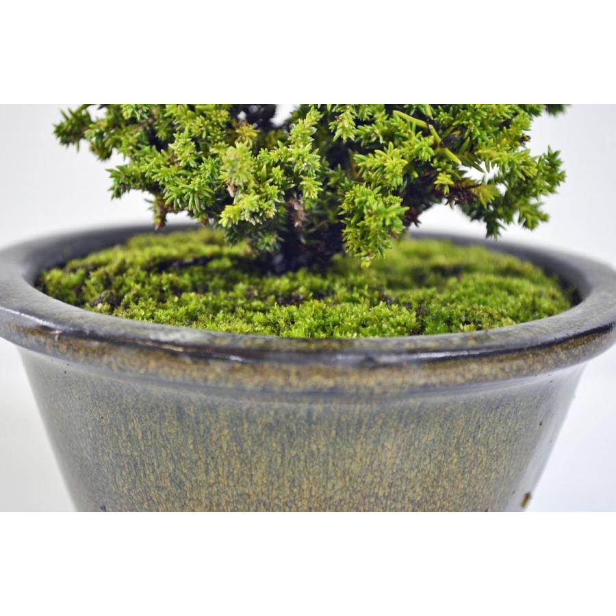 お買得 杉 盆栽 八房 ミニ盆栽 杉 ヤツフサスギ すぎ 松柏 【現品 お買得 杉 盆栽 八房 ミニ盆栽 杉 ヤツフサスギ すぎ 松柏 【現品