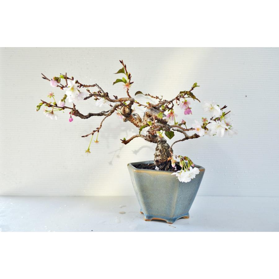 超人気　極上　小品　十月桜　盆栽　年二回咲　ジュウガツザクラ　桜　さくら　現品　