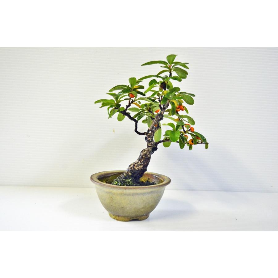 市場 盆栽 ミニ盆栽 小品盆栽 実物盆栽 ギフト お買い得商品 橘もどき