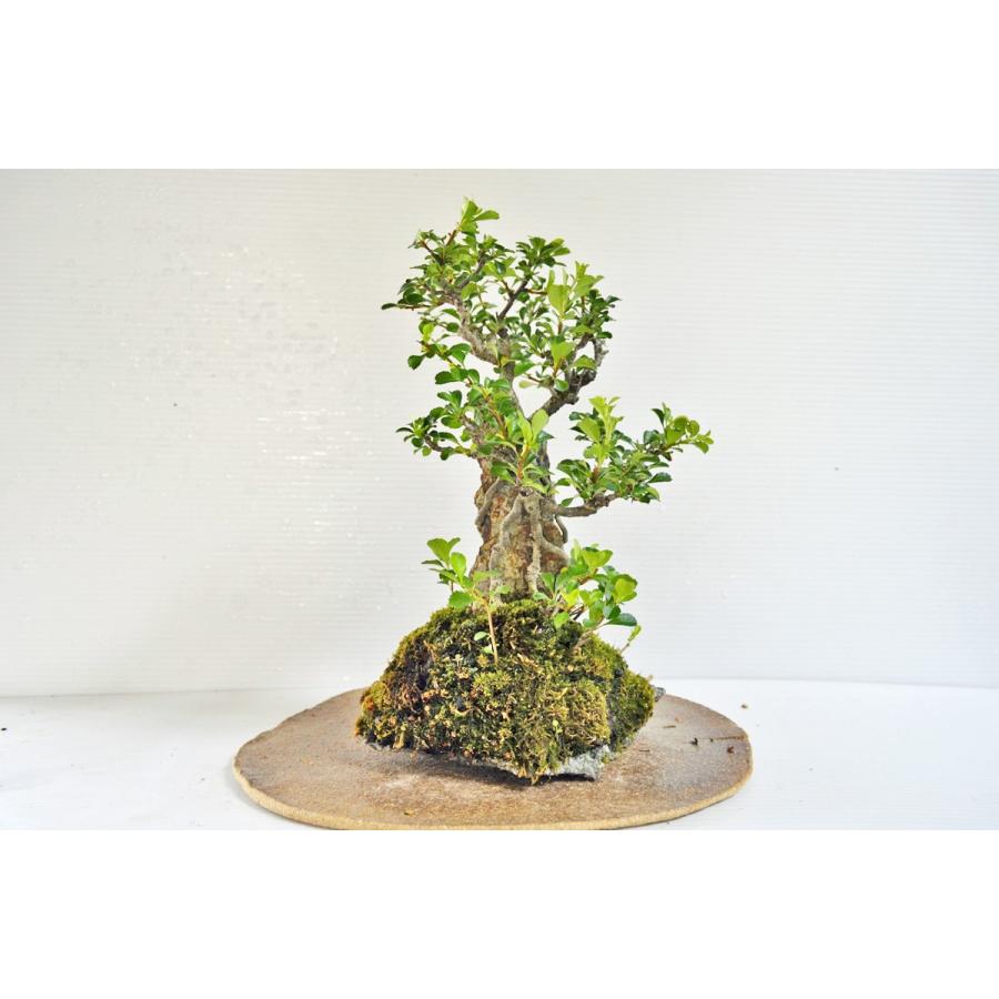 石付 長寿梅 盆栽 いしつき ちょうじゅばい チョウジュバイ 小品 現品 手のひら盆栽 もみじの森 通販 Yahoo ショッピング