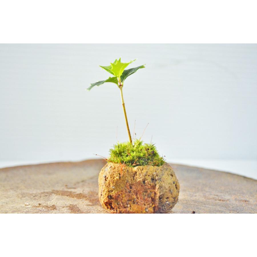 プチ 豆 サイズ 実生 柊 ひいらぎ盆栽 直幹 軽石鉢 ミショウ ヒイラギ 盆栽 現品 手のひら盆栽 もみじの森 通販 Yahoo ショッピング