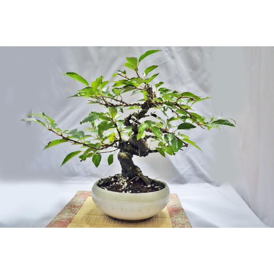 店長お宝 超人気 極上 小品 十月桜 盆栽 曲幹 大ひねり 模様木 無傷 年二回咲 ジュウガツザクラ 桜 さくら 現品 8000 手のひら盆栽 もみじの森 通販 Yahoo ショッピング