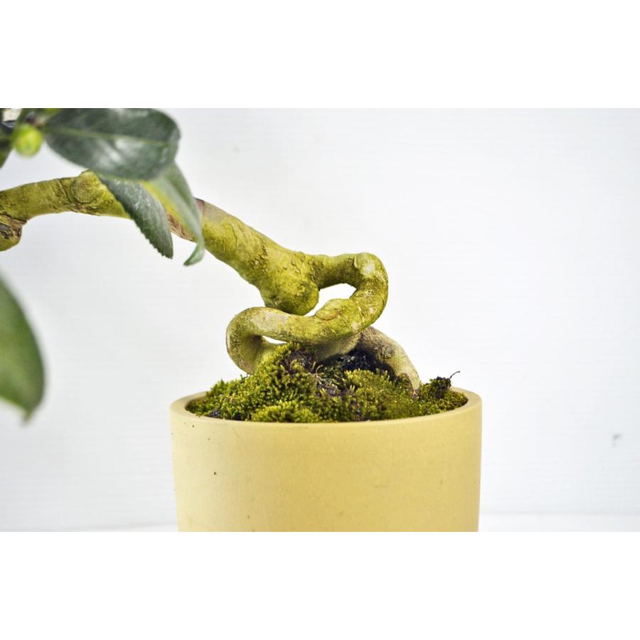上級 山椿 つばき 盆栽 白花 ツバキ 椿 やまつばき 花物盆栽 現品 手のひら盆栽 もみじの森 通販 Yahoo ショッピング