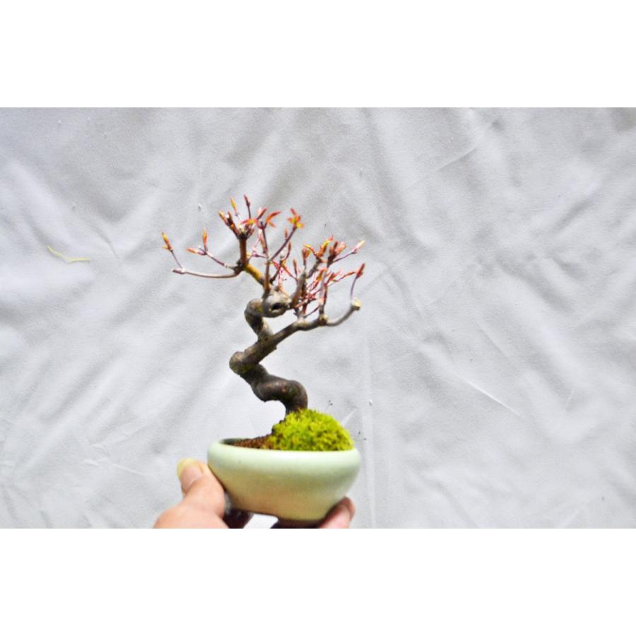お薦め 極上 山もみじ 盆栽 極上素材 極太 自然体樹形 モミジ 紅葉 中品盆栽 現品 手のひら盆栽 もみじの森 通販 手のひら盆栽 もみじの森店長お宝 お薦め 人気の名工 常滑焼 美芸 小品 名品 極上 朱泥六面釘彫山水図六角鉢 Ellinghamhouse Co Uk