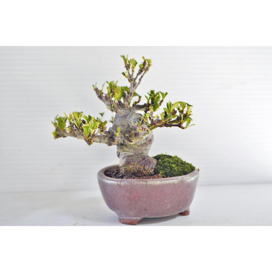 お薦め 極上 豆 ミニ クチナシ 盆栽 傷有り 葉刈済 模様木 極太ミニ 小品 小葉 くちなし 梔子 クチナシ 花物 現品 手のひら盆栽 もみじの森 通販 Yahoo ショッピング