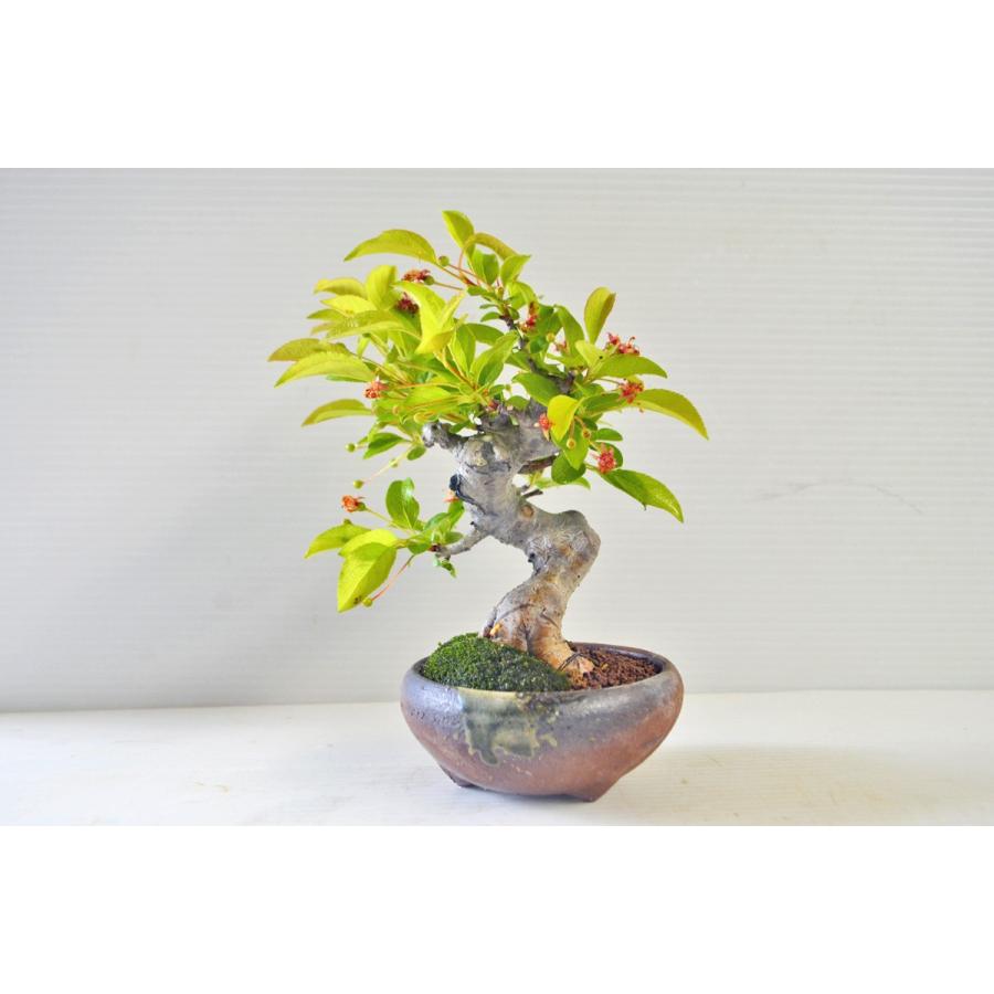 お薦め 極上 ミニ深山カイドウ 盆栽 結実済(4月) 小品 極太 曲幹 深山海棠 ミヤマカイドウ みやまかいどう 実物 花物 現品 :180419-803066:手のひら盆栽 もみじの森 - 通販 - Yahoo!ショッピング お薦め 極上 ミニ深山カイドウ 盆栽 結実済(4月) 小品 極太 曲幹 深山海棠 ミヤマカイドウ みやまかいどう 実物 花物 現品 :180419-803066:手のひら盆栽 もみじの森 - 通販 - Yahoo!ショッピング