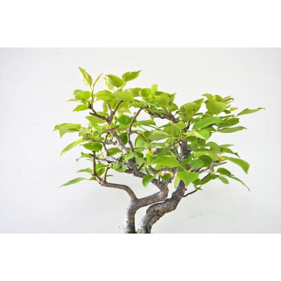 上級 山梨 盆栽 双幹 韓国産 ヤマナシ やまなし 実物盆栽 現品 手のひら盆栽 もみじの森 通販 Yahoo ショッピング