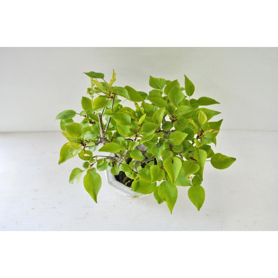 上級 山梨 盆栽 双幹 韓国産 ヤマナシ やまなし 実物盆栽 現品 手のひら盆栽 もみじの森 通販 Yahoo ショッピング