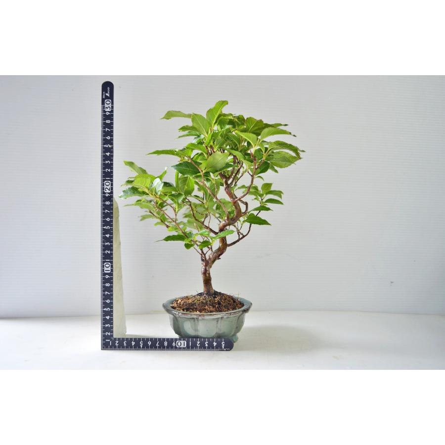 人気 上級 小品 姫シャラ 盆栽 ヒメシャラ 姫沙羅 ひめしゃら 花物盆栽 現品 手のひら盆栽 もみじの森 通販 Yahoo ショッピング
