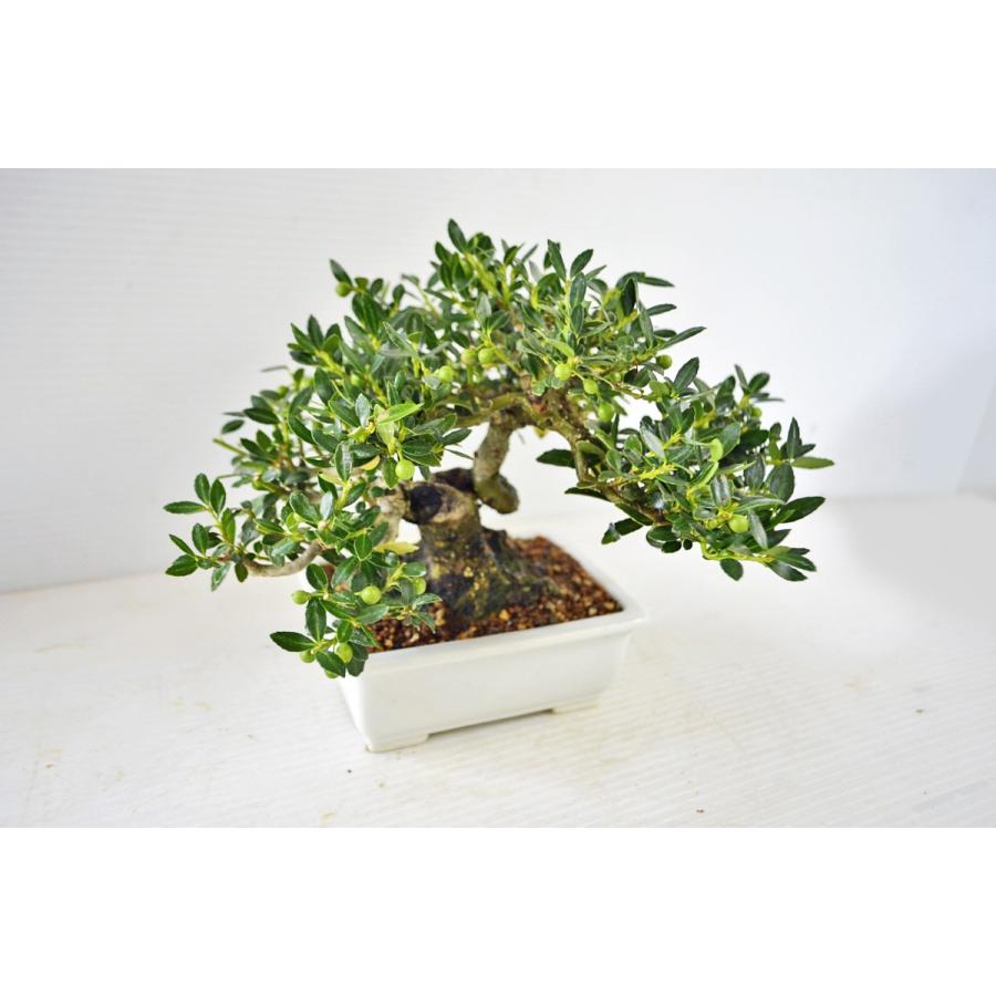 極上 ツゲ 盆栽 実付 6月 柘植 ツゲ つげ ツゲ 小品 ミニ盆栽 現品 手のひら盆栽 もみじの森 通販 Yahoo ショッピング