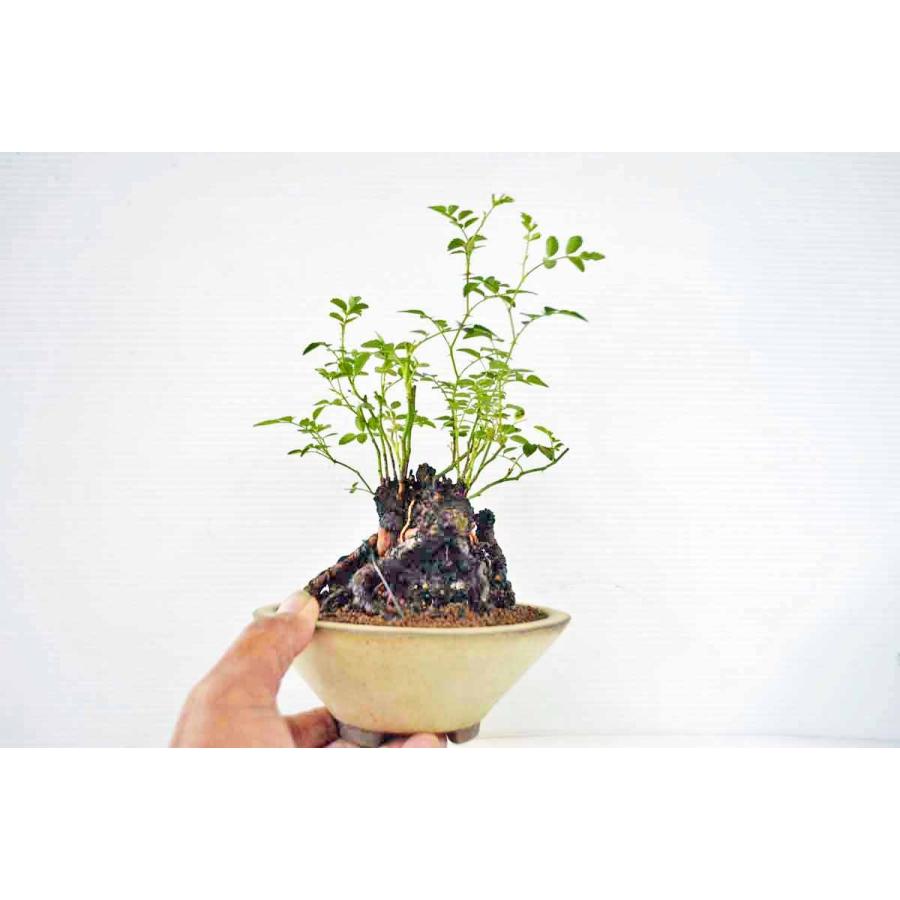 お勧め 極上 極太ミニサイズ 野バラ 盆栽 野茨 ノイバラ のばら ノバラ 薔薇 花物盆栽 現品 手のひら盆栽 もみじの森 通販 Yahoo ショッピング