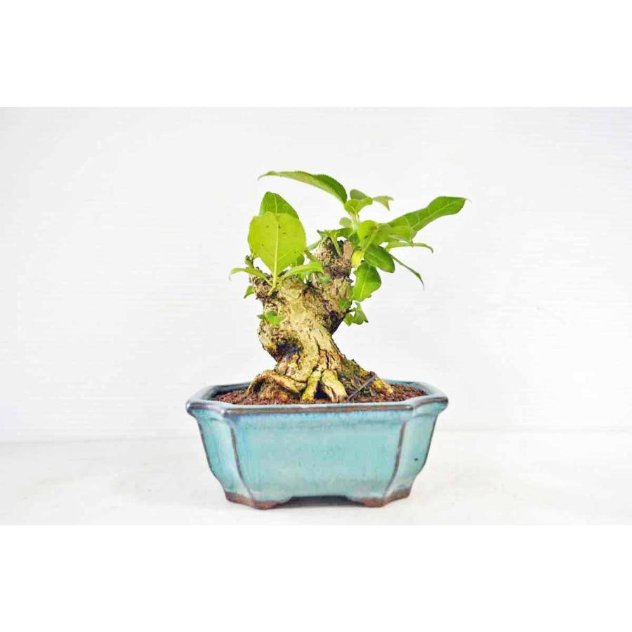 お勧め 極上 人気の極太 ミニ盆栽素材 マユミ盆栽 まゆみ 真弓 実物 現品 8000 手のひら盆栽 もみじの森 通販 Yahoo ショッピング