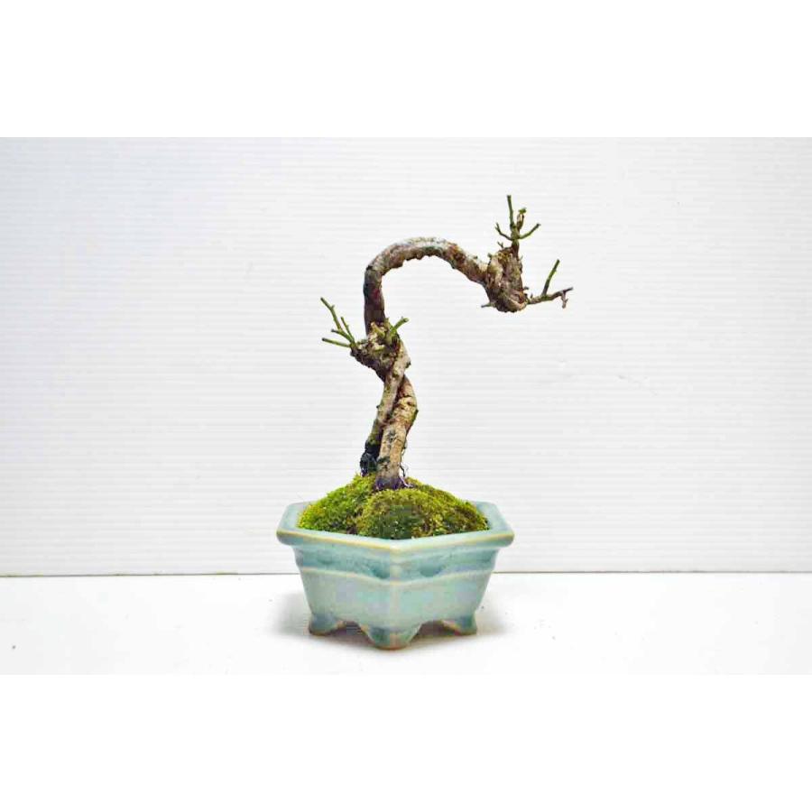 お買得 上級素材 野バラ 盆栽 文人風 剪定済 小品 野ばら 野茨 ノイバラ のばら 薔薇 花物盆栽 現品 0153 手のひら盆栽 もみじの森 通販 Yahoo ショッピング