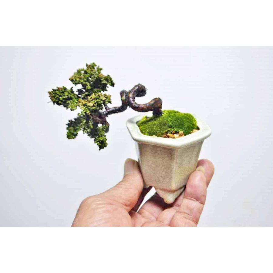 極上豆 ミニ素材 超人気 珍品 曲幹 半懸崖 実生 石化桧 盆栽 景徳鎮鉢使用 桧 檜 セッカヒノキ せっかひのき 松柏 現品 1906 手のひら盆栽 もみじの森 通販 Yahoo ショッピング