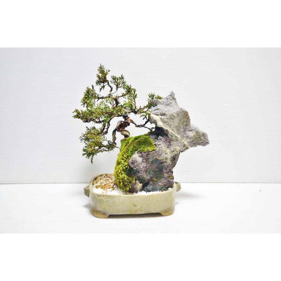 5周年特売 お買得素材 ミニ上級 石付 糸魚川真柏 盆栽 名石 石付けシンパク 苔 小品 松柏盆栽 現品 手のひら盆栽 もみじの森 通販 Yahoo ショッピング