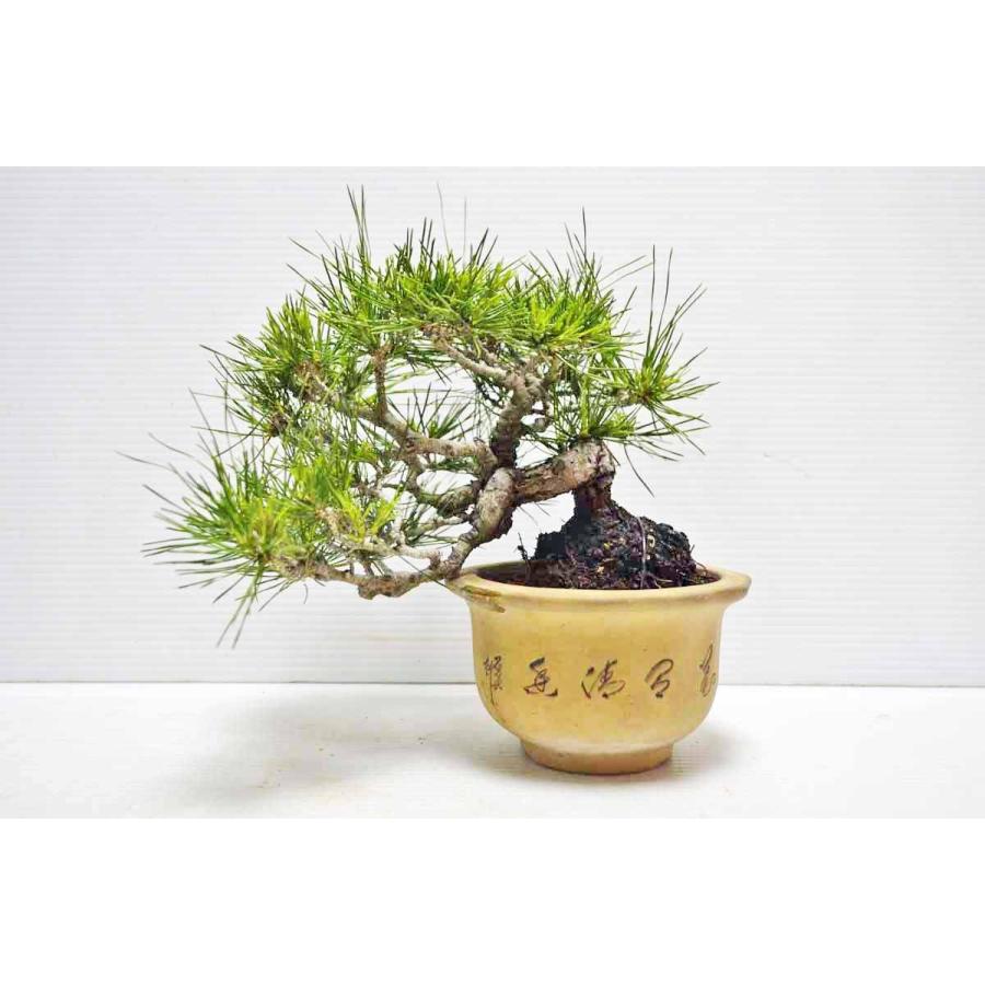 ★★★極上　希少　珍品　小岱松　盆栽　（熊本県小岱山）　半懸崖　上級鉢使用　小品　しょうだいまつ　ショウダイ松　松柏盆栽　現品