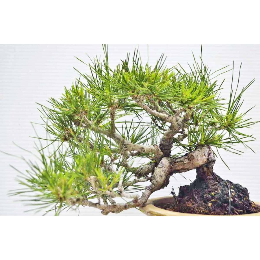★★★極上　希少　珍品　小岱松　盆栽　（熊本県小岱山）　半懸崖　上級鉢使用　小品　しょうだいまつ　ショウダイ松　松柏盆栽　現品 