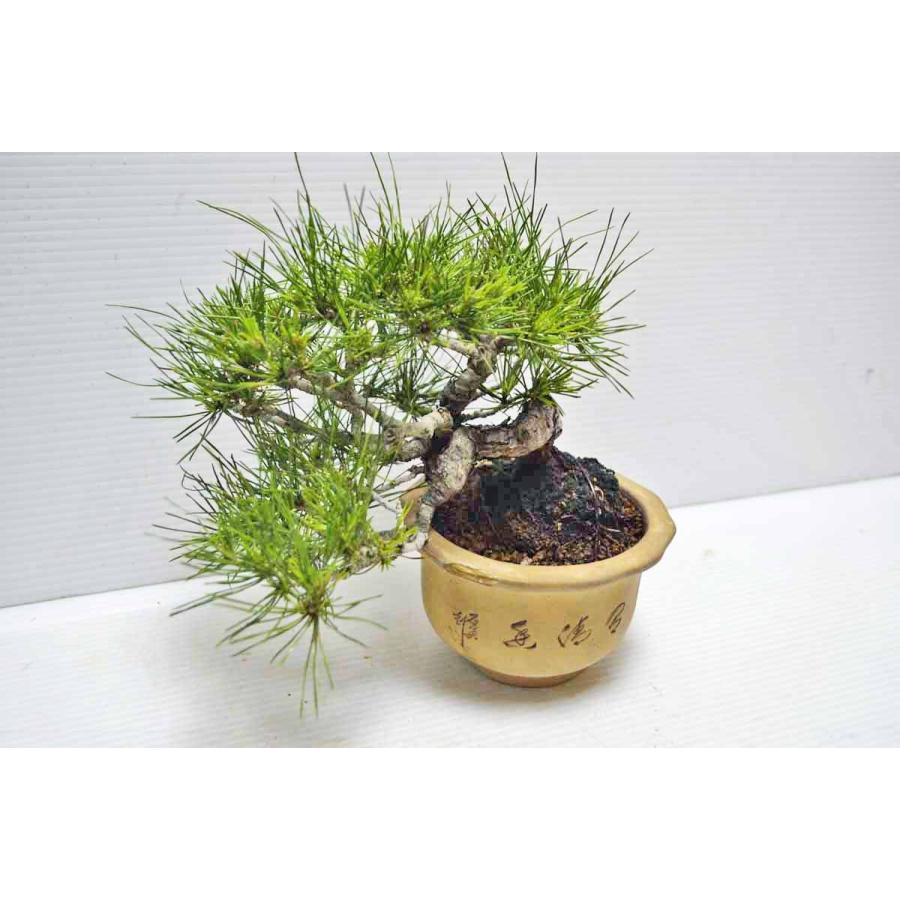 ★★★極上　希少　珍品　小岱松　盆栽　（熊本県小岱山）　半懸崖　上級鉢使用　小品　しょうだいまつ　ショウダイ松　松柏盆栽　現品 