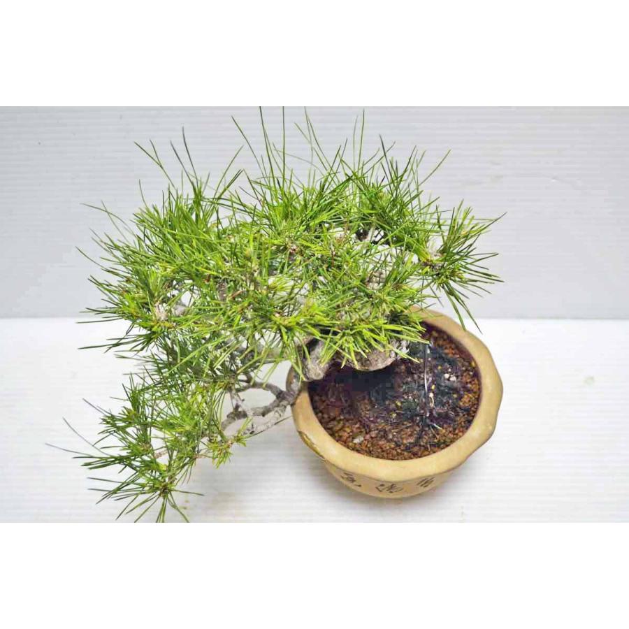 ★★★極上　希少　珍品　小岱松　盆栽　（熊本県小岱山）　半懸崖　上級鉢使用　小品　しょうだいまつ　ショウダイ松　松柏盆栽　現品 