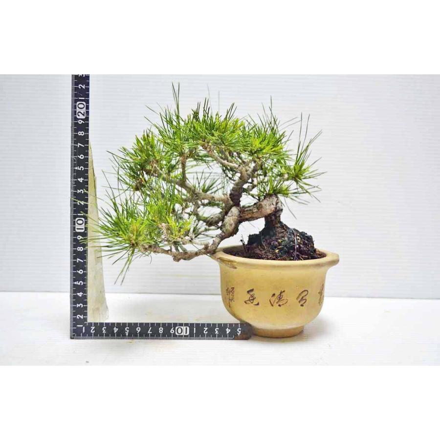 ★★★極上　希少　珍品　小岱松　盆栽　（熊本県小岱山）　半懸崖　上級鉢使用　小品　しょうだいまつ　ショウダイ松　松柏盆栽　現品 