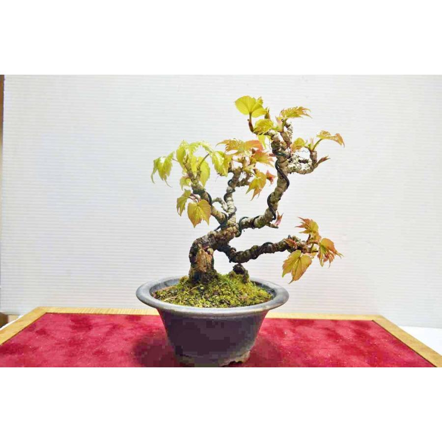 お勧め 極上 ツタ 盆栽 模様木 極太 照葉 ツタ つた 蔦 小品 雑木 現品 0411 手のひら盆栽 もみじの森 通販 Yahoo ショッピング